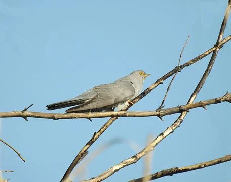 Cuckoo in the tree Stock Photos