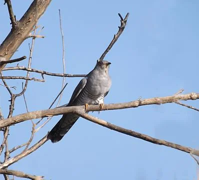 Cuckoo in the tree Stock Photos