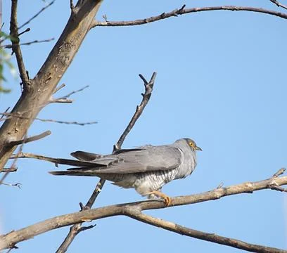 Cuckoo in the tree Stock Photos