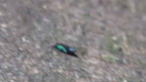 Cuckoo Wasp or Emerald Wasp Stock Footage 319935646