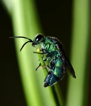 Cuckoo Wasp Stock Photos