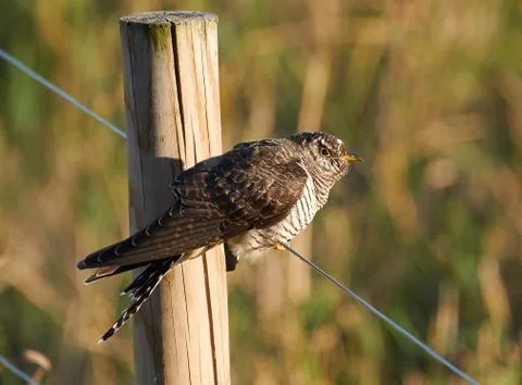 A cuckoo on the wire Stock Photos