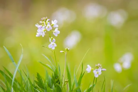 Cuckooflower blooming in a meadow Stock Photos
