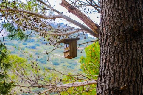 Cuckoo's nest hanging on a tree Stock Photos