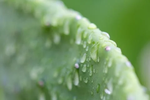 Cuctus,rabbit ears Stock Photos