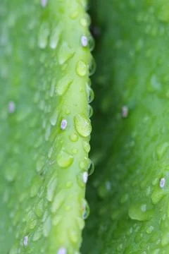 Cuctus,rabbit ears Stock Photos