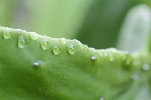 Cuctus,rabbit ears Stock Photos