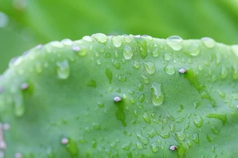 Cuctus,rabbit ears Stock Photos