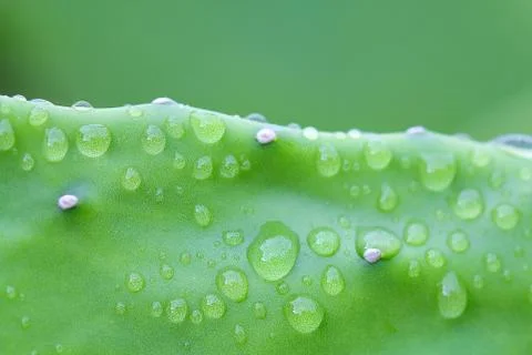 Cuctus,rabbit ears Stock Photos