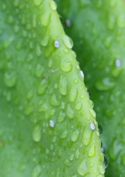 Cuctus,rabbit ears Stock Photos