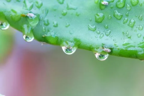 Cuctus,rabbit ears Stock Photos