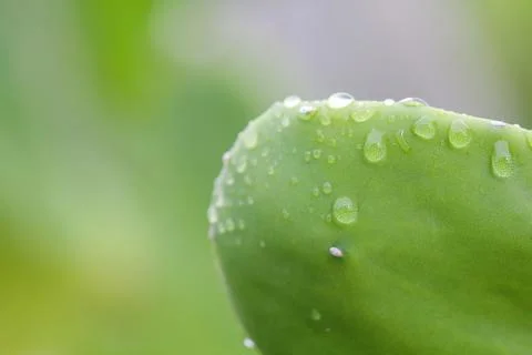 Cuctus,rabbit ears Stock Photos