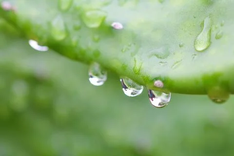 Cuctus,rabbit ears Stock Photos