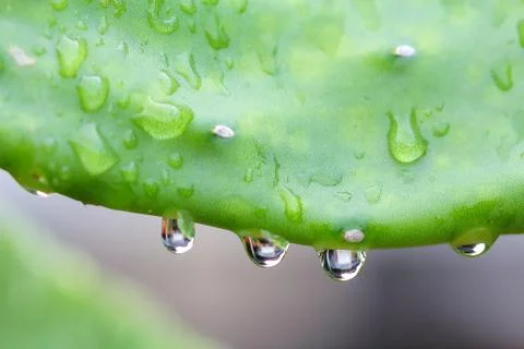 Cuctus,rabbit ears Stock Photos