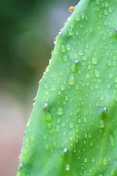 Cuctus,rabbit ears Stock Photos