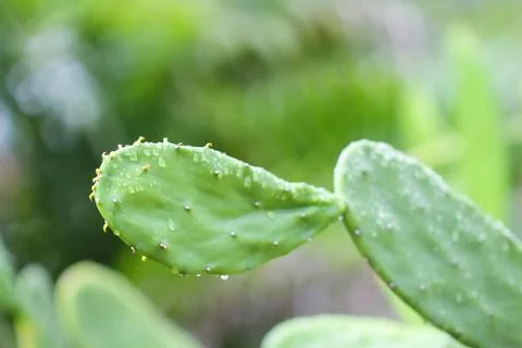 Cuctus,rabbit ears Stock Photos