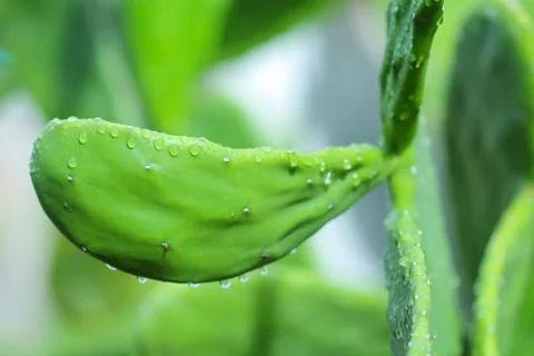 Cuctus,rabbit ears Stock Photos