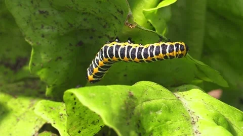 Cucullia lactucae 1 Stock Footage 156702924