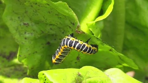 Cucullia lactucae 2 Stock Footage 156702917