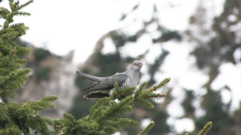 Cuculo cuckoo (Cuculus canorus) Stock Footage 235420312