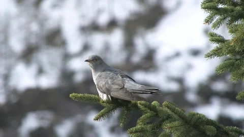 Cuculo cuckoo (Cuculus canorus) Stock Footage 235420501