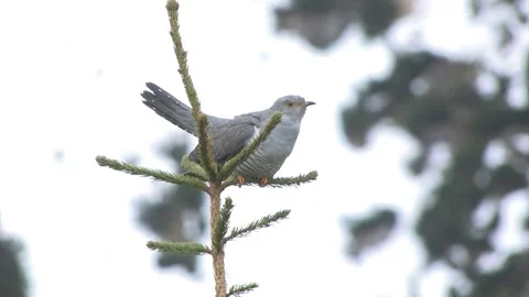 Cuculo cuckoo (Cuculus canorus) Stock Footage 235420580