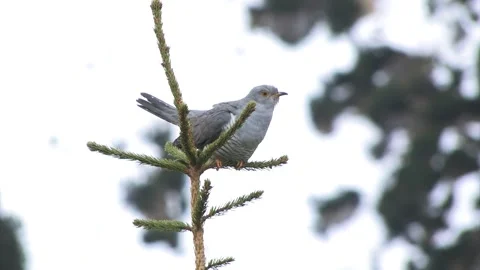 Cuculo cuckoo (Cuculus canorus) Stock Footage 241744228