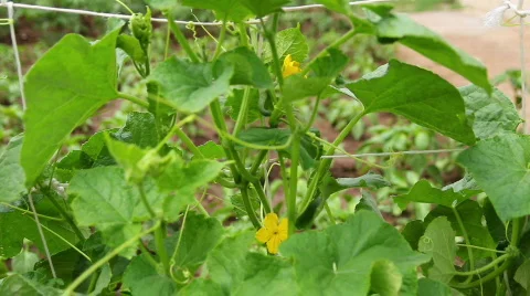 Cucumber 4 Stock Footage 793191