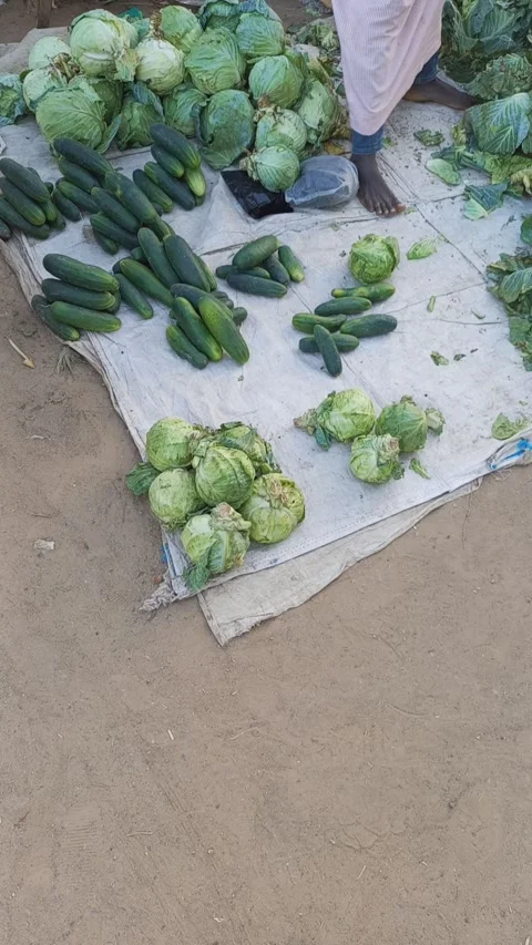 Cucumber and Cabbage Selling on Sack Mat in Yankaba, Nassarawa, Kano Nigeria Stock-Footage 321193854