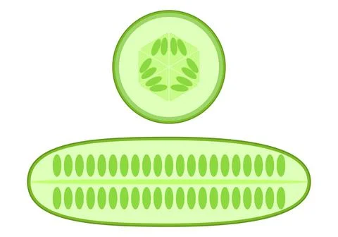 Cucumber and cucumber slices. Vector graphics on a white background. Healthy  Stock Illustration