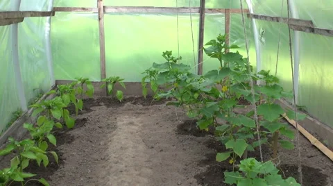 Cucumber and pepper plants in plastic greenhouse Stock Footage 51623178