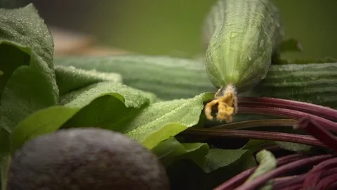 Cucumber and red beet just picked from the garden Stock Footage 102546274