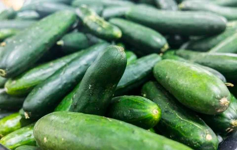 Cucumber Background Stock Photos