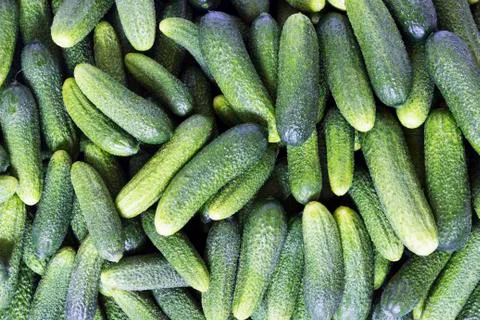 Cucumber background Stock Photos