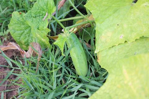 Cucumber balls Stock Photos