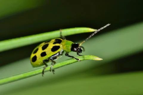 Cucumber Beetle  at the end of a pine needle. Foto stock
