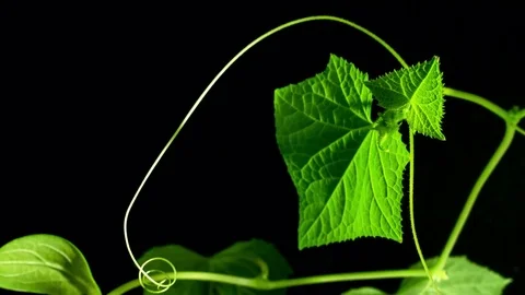 Cucumber on black background, time lapse Stock Footage 75437519