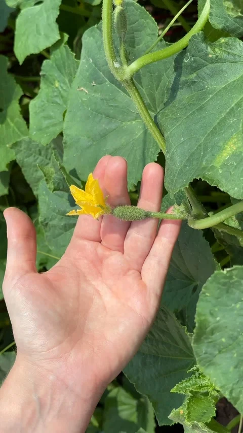 Cucumber Blossom Hand Stock Footage 311658754