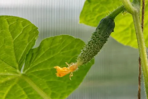 Cucumber on a branch growing in a greenhouse Stock Photos