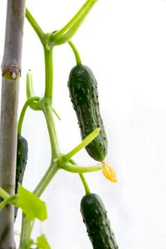 Cucumber on a branch Stock Photos