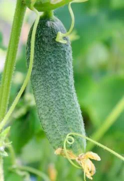 Cucumber on a branch Stock Photos