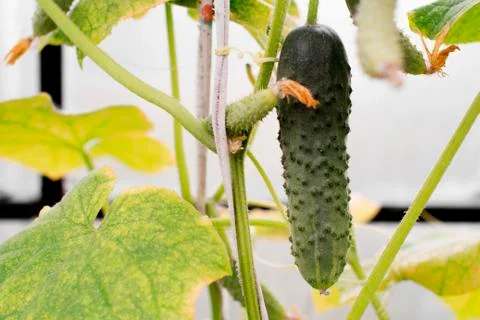 Cucumber on a branch Stock Photos