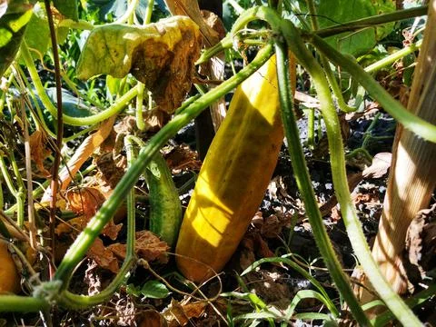 Cucumber on the branch. Stock Photos