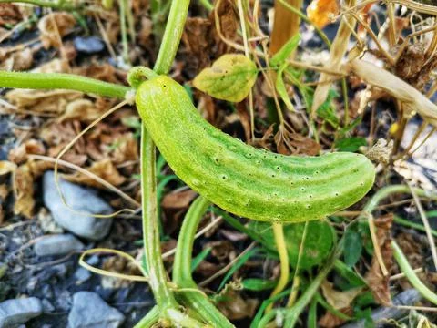 Cucumber on the branch. Stock Photos