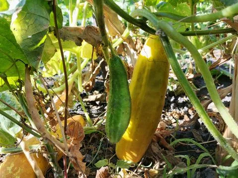 Cucumber on the branch. Stock Photos