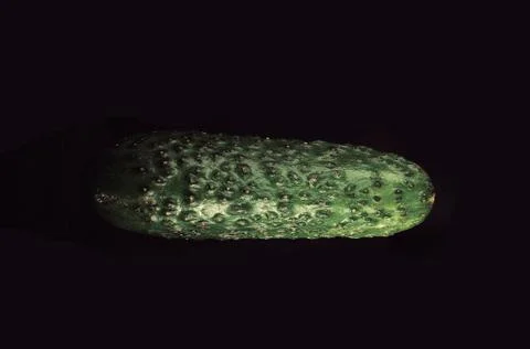 Cucumber close up in the black background Stock Photos