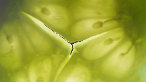 Cucumber close-up macro. Slice fresh cucumbers vegetable texture background Stock Footage 261063360