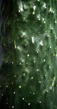 Cucumber close up Stock Photos