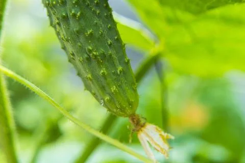 Cucumber in close range with flower. Stock Photos