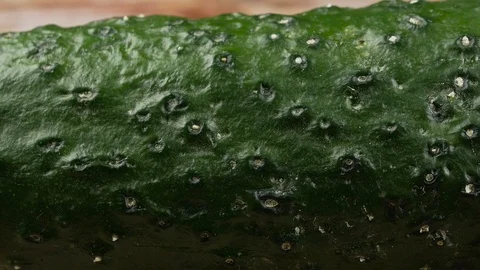 Cucumber close up texture Stock Footage 102182981